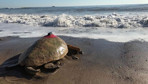 Türkiye'nin koruma çabaları sayesinde deniz kaplumbağası sayısı artıyor