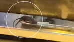 Fare tepsilerin içinde böyle gezdi! Börekçideki görüntü mide bulandırdı