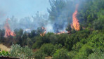 Muğla'da orman yangını başladı
