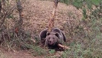 Bolu'da tellere takılan ayı kurtarma ekibine saldırdı!