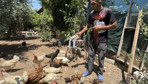 Sokak köpekleri 50 tavuk ve horozu telef etti