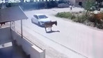 Eşeğe kasıtlı olarak çarpıp hayvana zulmetti! Kameradan kimliği belirlendi ve...