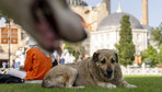 İstanbul için valilikten 'sokak köpeği' kararı! Tüm ilçelere talimat verildi artık...