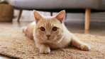 Evde kedisi besleyenler dikkat! Bu hareketi yapıyorsa...