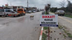 Hatay'da 4 mahalle kuduz nedeniyle karantinaya alındı