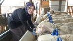 Kadın girişimcinin çabası karşılıksız kalmadı! 3 koyunla başladığı hayvancılıkta patron oldu