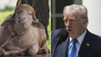 Trump'a benzeyen buffalo sosyal medyada viral oldu
