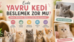 Evde yavru kedi beslemek zor mu?