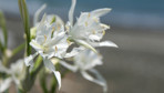 Koparanın ocağı sönüyor! Sahilleri süsleyen bu çiçeğe sakın zarar vermeyin