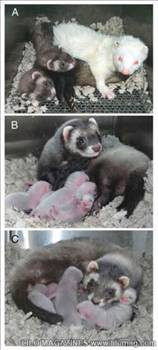 Klonlanmış 10 hayvan - Resim: 4