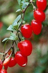 Uzun yaşamanın sırrı bu besinde saklı - Resim: 4