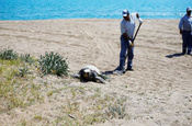 Antalya'da caretta caretta'nın gözlerini oydular!