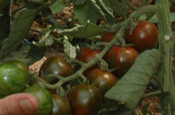 Erdemli'de kahverengi domates üretildi
