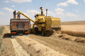 Konya Ovası'nda rekolte durumu nasıl?