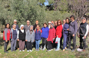 Almanlar ve İngilizler zeytin budamayı öğrendi