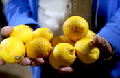 Yasaklı pestisit tespit edilen limonlar imha edildi