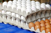 Beklenen zam geldi! Yumurta fiyatlarına kallavi zam...