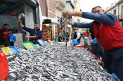 Karadeniz'de hamsi bolluğu tezgahlara yansıdı