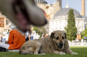 İstanbul için valilikten 'sokak köpeği' kararı! Tüm ilçelere talimat verildi artık...