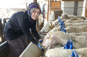 Kadın girişimcinin çabası karşılıksız kalmadı! 3 koyunla başladığı hayvancılıkta patron oldu