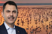 Tuz Gölü'nde son 5 yılın en yüksek flamingo yavrusu sayısına ulaşıldı