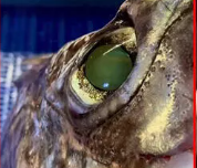 Denizin altında öyle bir şey buldu ki görenler şaşkına döndü! - Resim: 4