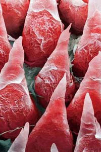 İnsanların göremedikleri! - Resim: 3