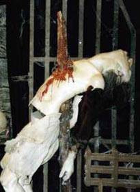 Böyle de işkence olur mu demeyin! - Resim: 1