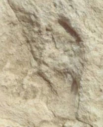 Suudi Arabistan’da 120 bin yıllık ayak izi keşfedildi - Resim: 0