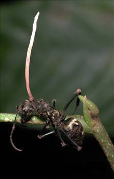 İşte zombi karıncalar - Resim: 2