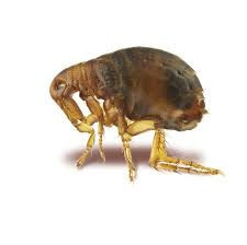 ABD'de veba alarmı: Halka uyarı yapıldı - Resim: 4