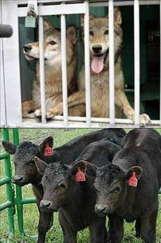 Klonlanmış 10 hayvan - Resim: 1