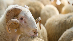 TİGEM, 1200 küçükbaş hayvan satacak