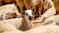 Kurban Hizmetlerinin Uygulanmasına Dair Tebliğ Resmi Gazete'de yayımlandı