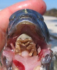 Dünyanın en korkunç parazitleri! - Resim: 1