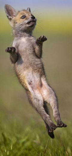 Tilki ve köpeğin şaşırtan dotluğu - Resim: 1