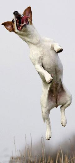 Tilki ve köpeğin şaşırtan dotluğu - Resim: 2