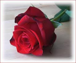 Sevgilinize çiçek verirken dikkatli olun! - Resim: 2