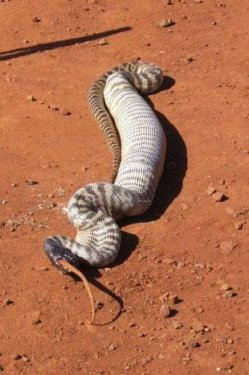 Yılanın kertenkele ziyafeti - Resim: 2