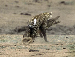 Doğanın vahşileri böyle kapıştı - Resim: 3