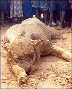 İnsan yiyen hayvanlar - Resim: 3