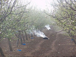 Don nasıl önlenir meteoroloji don alarmı verdi çiçekleri koruma yöntemi - Resim: 1