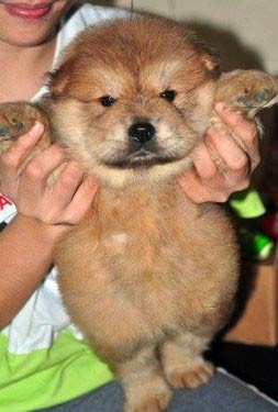 Gülme krizine sokan fotoğraflar - Resim: 1