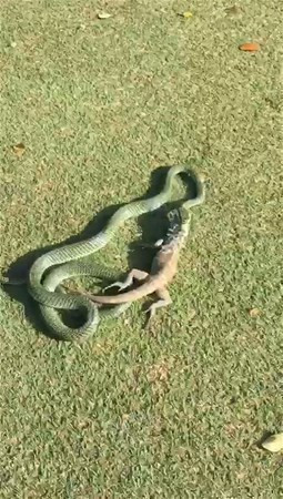 Golf sahasında girdi bu manzarayla karşılaşınca şoke oldu - Resim: 3