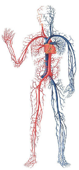 Vücudun şaşırtan gerçekleri - Resim: 2
