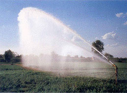 Don nasıl önlenir meteoroloji don alarmı verdi çiçekleri koruma yöntemi - Resim: 4