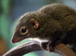 Bu hayvanların dışkıları bile farklı - Resim: 4