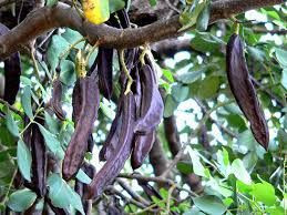 Keçiboynuzu her derde deva! Gripten kansere iktidarsızlığa kadar - Resim: 3