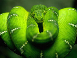 Avını öldürdüğünü böyle anlıyor! - Resim: 1