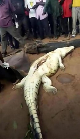 Timsahın karnından öyle bir şey çıktı ki... - Resim: 3